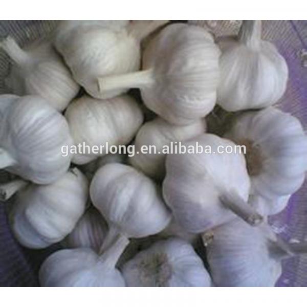 Leading wholesale professional garlic in 8kg/carton #1 image