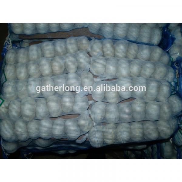 Leading wholesale professional garlic in 8kg/carton #5 image