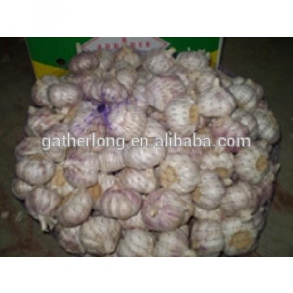 China Red Garlic Exporters, Garlic Selling Leads #1 image