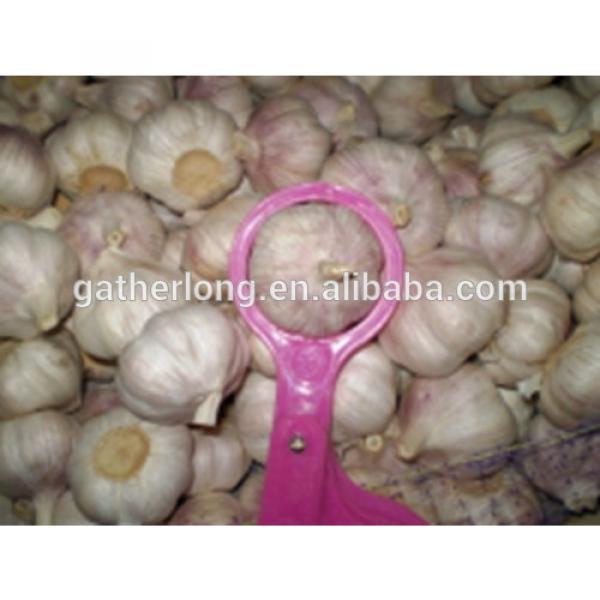 China Red Garlic Exporters, Garlic Selling Leads #2 image