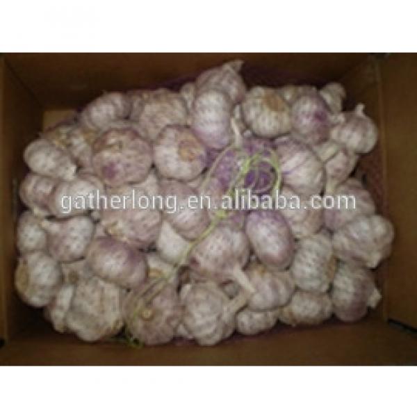 China Red Garlic Exporters, Garlic Selling Leads #3 image