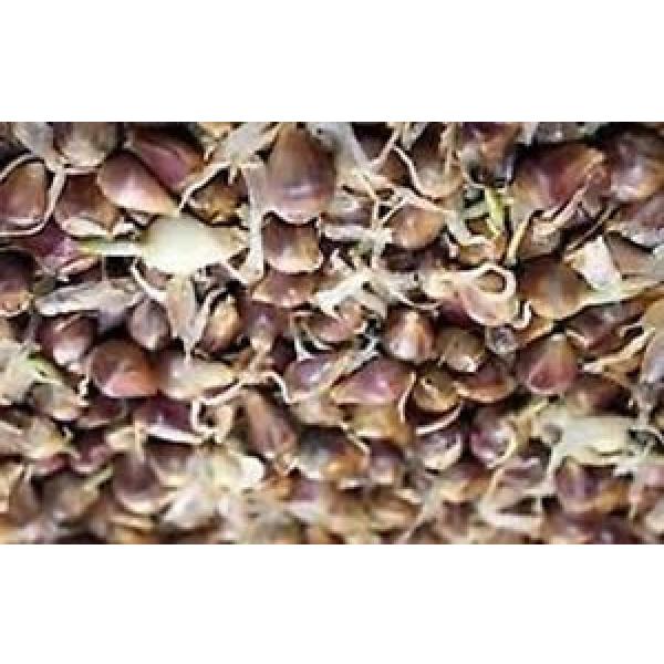 Music Garlic- 25 bulbils- no GMO-organic #1 image