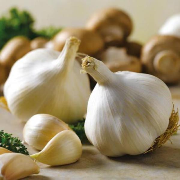 Garlic winter Lyubasha Vegetable Seed from Ukraine #1 image