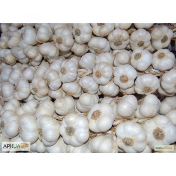 Garlic winter Lyubasha Vegetable Seed from Ukraine #3 image
