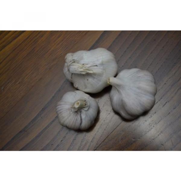 PORTUGUESE Fresh GARLIC SEEDS BULB - Great Flavour - Free Shipping #3 image