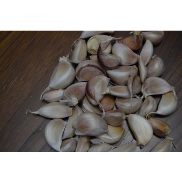 PORTUGUESE Fresh GARLIC SEEDS BULB - Great Flavour - Free Shipping #5 image