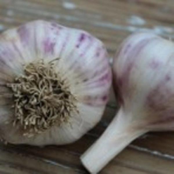 Phillips garlic -Rocambole-Hardneck 25 bulbils,planting #2 image