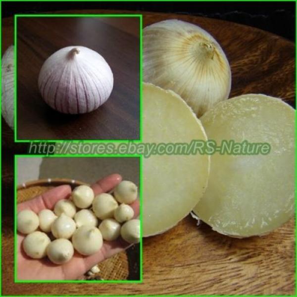 Single Clove Garlic, Solo Garlic, Heirloom Herbs from Thailand, 10 - 100 Bulbs. #1 image