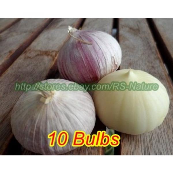 Single Clove Garlic, Solo Garlic, Heirloom Herbs from Thailand, 10 - 100 Bulbs. #3 image