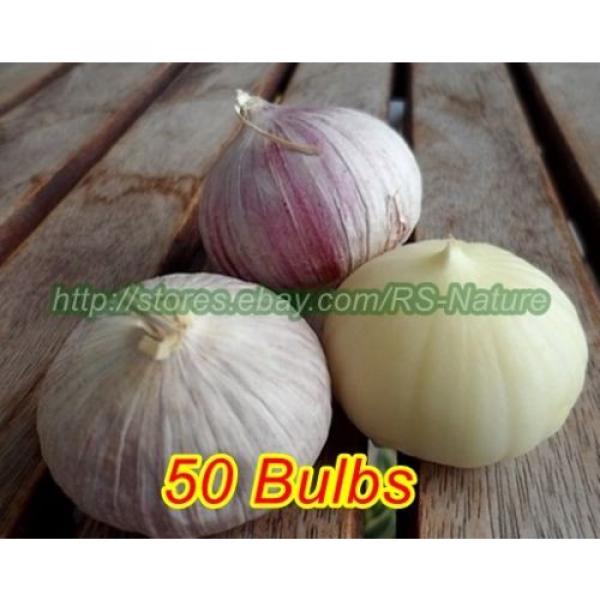 Single Clove Garlic, Solo Garlic, Heirloom Herbs from Thailand, 10 - 100 Bulbs. #5 image