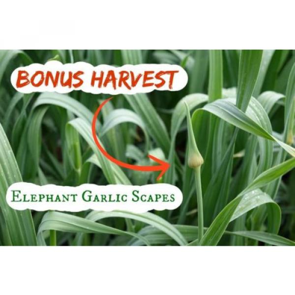 Gourmet Elephant Garlic 1 Bulb 1/2 Lb Great for your Garden Non GMO many uses #5 image