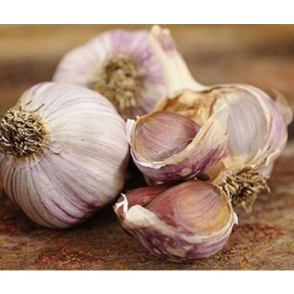 Very Rare-Chamisal Wild garlic -Rocambole-Hardneck 25 bulbils,planting #2 image