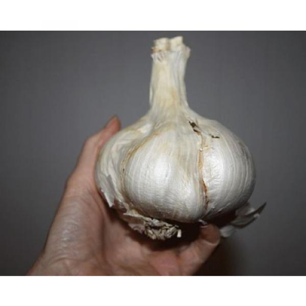Elephant Garlic  ~ Huge!! ~ Easy to Grow ~~ Allium Ampeloprasum ~~~~~ 2 Bulblets #2 image