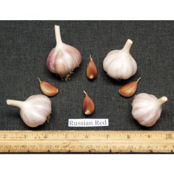 GARLIC BULBLETS - Red Russian -Variety Hardneck Rocambole  - 5 Bulblets/Cloves #1 image
