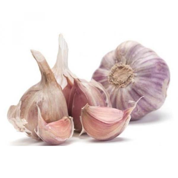 Organic Garlic &#039;&#039;MORADO&#039;&#039; Seeds**10-Clove**Hardy &amp; Viable Seeds* UK SELLER* #1 image