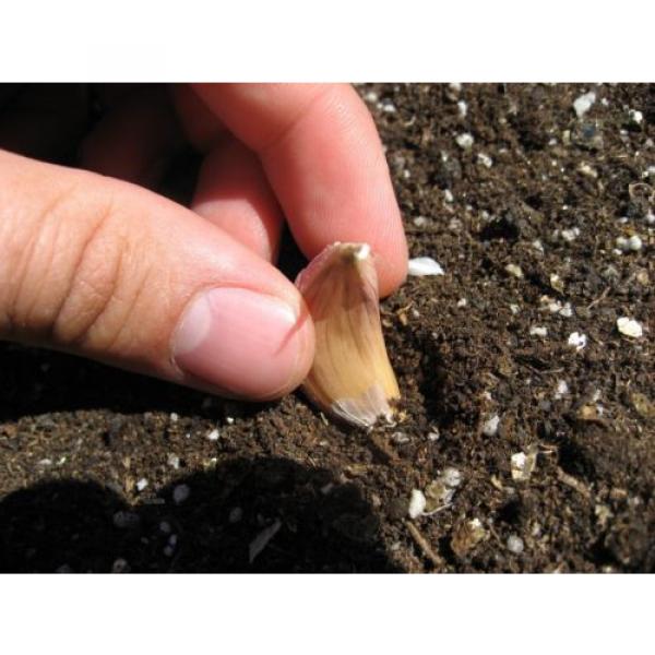 Organic Garlic &#039;&#039;MORADO&#039;&#039; Seeds**10-Clove**Hardy &amp; Viable Seeds* UK SELLER* #2 image