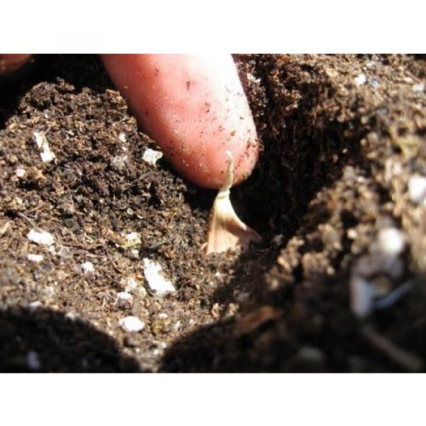 Organic Garlic &#039;&#039;MORADO&#039;&#039; Seeds**10-Clove**Hardy &amp; Viable Seeds* UK SELLER* #3 image