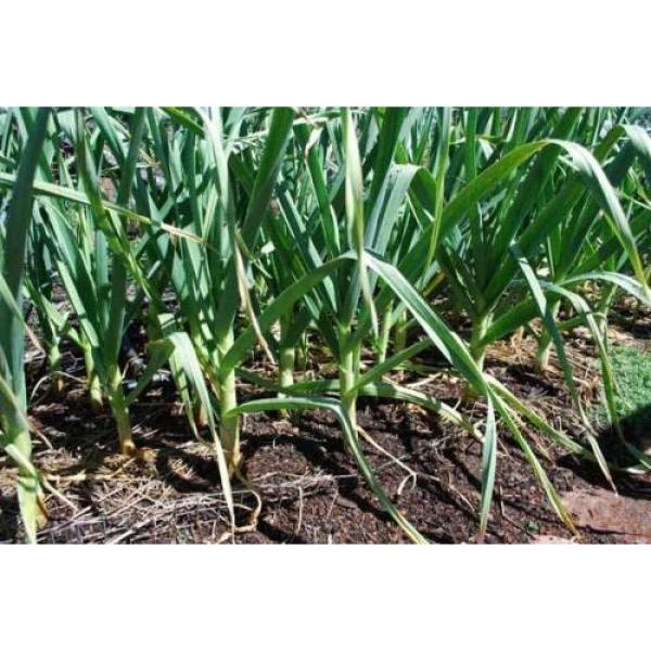 Organic Garlic &#039;&#039;MORADO&#039;&#039; Seeds**10-Clove**Hardy &amp; Viable Seeds* UK SELLER* #4 image
