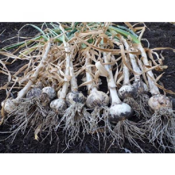 Organic Garlic &#039;&#039;MORADO&#039;&#039; Seeds**10-Clove**Hardy &amp; Viable Seeds* UK SELLER* #5 image